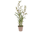 Orkidea, kirjava 110 cm SH-13605