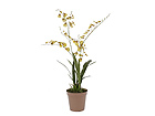 Orkidea, keltainen 115 cm SH-13607