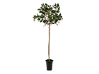Fuksia 135 cm SH-13644