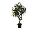 Sitruunapuu 120 cm SH-13645