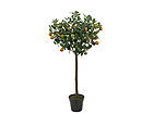 Appelsiinipuu 140 cm SH-13646