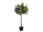Sitruunapuu 140 cm SH-13648