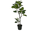 Makenia polysciam 135 cm SH-13666