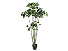 Aralia 180 cm SH-13673
