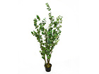 Eucalyptus 120 cm AR-16352