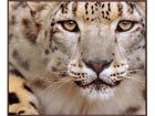 Taulu CHEETAH 103x123 cm AL-16715