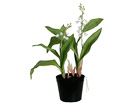 Koristekasvi KIELO 25 cm SH-18001