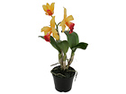 Koristekasvi ORHIDEE CATTLEYA 32 cm SH-18030
