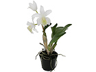 Koristekasvi ORHIDEE CATTLEYA 32 cm SH-18031
