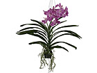 Koristekasvi ORKIDEA 70 cm SH-18039