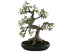 Bonsai 60 cm SH-20533