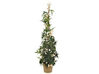 Jasmiini pyramidi 94 cm SH-20544