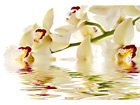 Taulu WHITE ORCHID 75x50 cm NW-24252