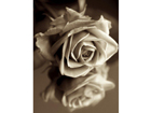 Taulu SEPIA ROSE 70x93 cm NW-24263