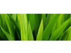 Taulu SMOOTH LEAVES 105x40 cm NW-24439