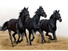 Taulu THREE HORSES 110x80 cm NW-24453