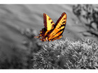 Taulu ELECTRIC BUTTERFLY