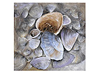 &Ouml;ljymaalaus kankaalla CLAM 50x50 cm NC-35222