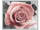 Taulu MODERN - PINK ROSE1 40x50 cm OG-37961