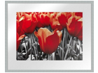 Taulu MODERN - RED TULIPS2 20x25 cm OG-37965