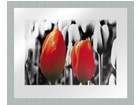 Taulu MODERN - TWO RED TULIPS1 20x25 cm OG-37970