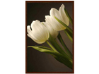 Taulu MODERN - WHITE TULIPS 47x68 cm OG-37975