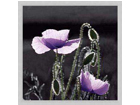Taulu FLOWERS - PURPLE POPPIES3 33x33 cm OG-37983