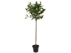 Laakeripuu 130 cm SH-38352