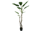 Philodendron 180 cm SH-38363