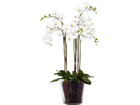 Koristekesvi lasiruukussa PHALAENOPSIS 100 cm SH-38364