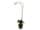 Lasiruukku 63 cm PHALAENOPSIS SH-38366