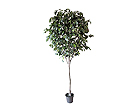 Koristekasvi FICUS 270 cm SH-8512