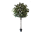 Koristekasvi FICUS 300 cm SH-8513