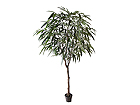 Koristekasvi FICUS ALII 295 cm SH-8516