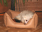 Koiranpeti 45x35 cm OL-8538