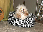 Koiranpeti POLLI 40x37 cm OL-8808