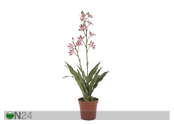 Orkidea, tummanpunainen 84 cm SH-13603