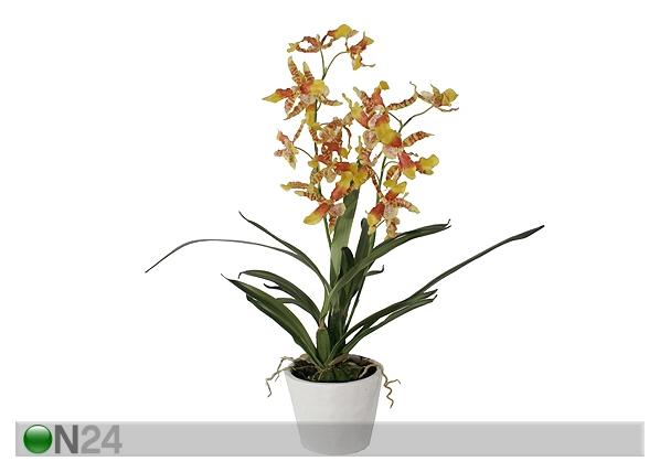 Koristekasvi ORHIDEE ONCIDIUM SH-18022