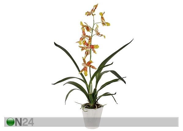 Koristekasvi ORHIDEE ONCIDIUM SH-18023