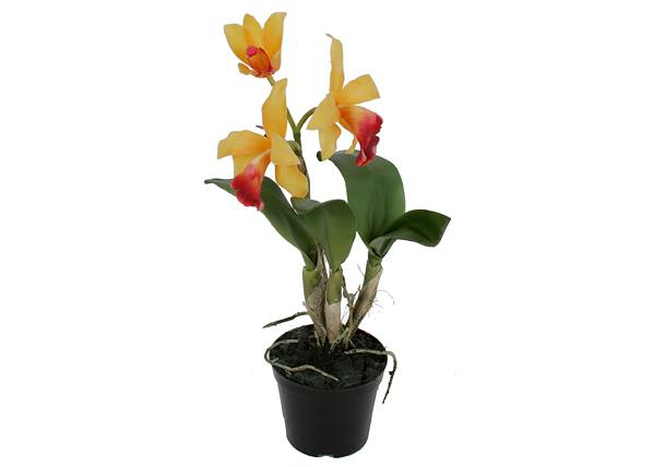 Koristekasvi ORHIDEE CATTLEYA 32 cm SH-18030