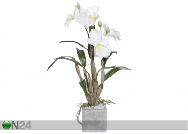 Valkoinen orkidea CATLEYA SH-29204