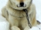 Koira