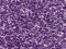 violetti