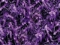 violetti