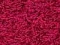 fuksia