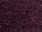 violetti