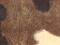 Bones brown