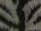 Grey tiger