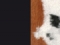 musta CO55 / furtex cow