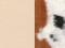 luonnonvalkoinen DPCV11 / furtex cow